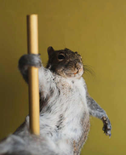 🐿️ Stripper Squirrel Sculpture (Cherry)