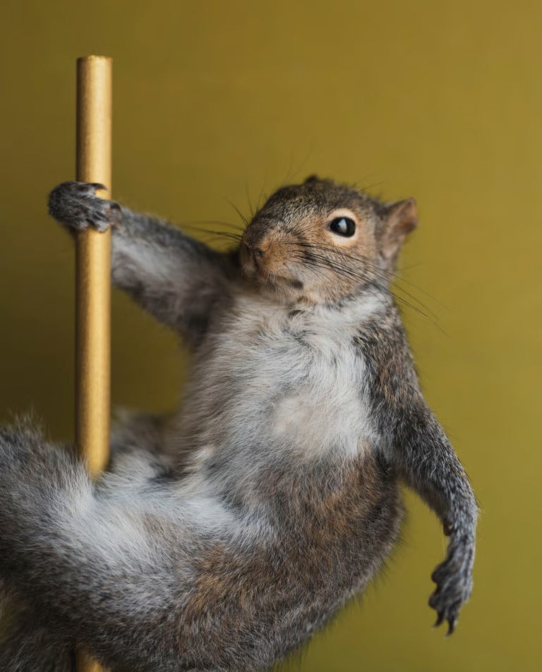🐿️ Stripper Squirrel Sculpture (Cherry)