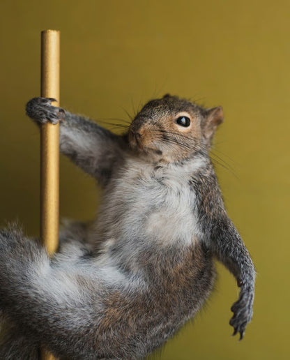 🐿️ Stripper Squirrel Sculpture (Cherry)